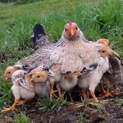 Mother hen with chicks