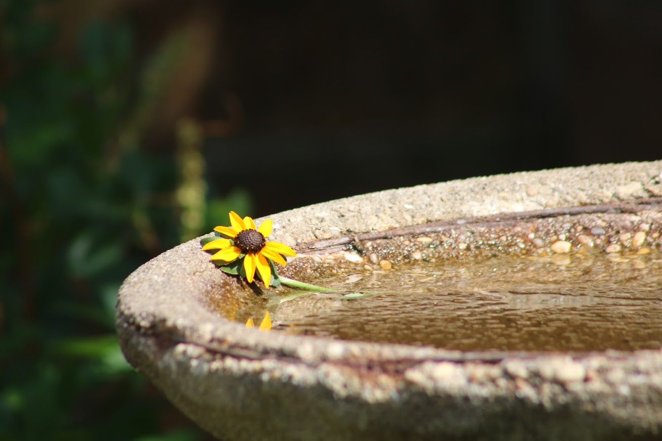 Black Eyed Susan on Bird Bath 08-21-2020